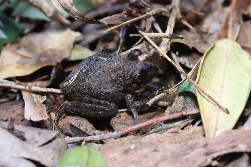 Cape Ghost frog