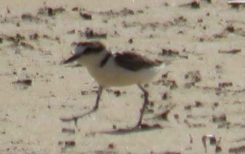 Kentish Plover