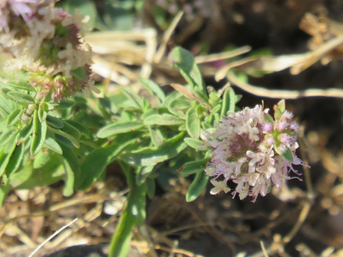 Pennyroyal