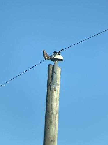 Mourning Dove