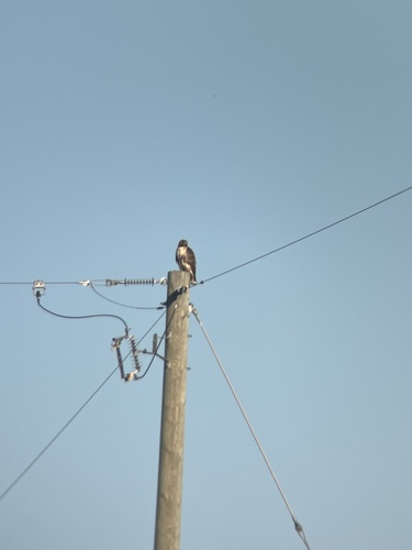 Red-tailed Hawk