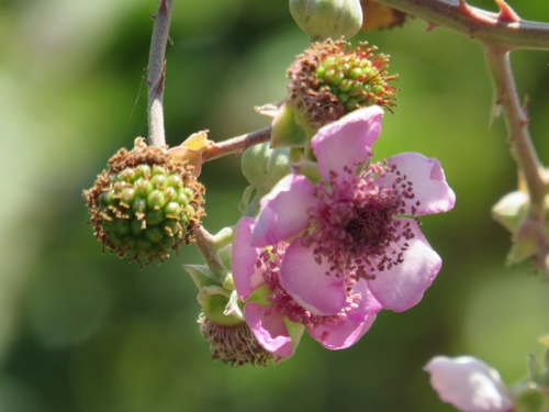 elmleaf blackberry