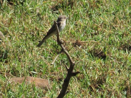 Spotted Flycatcher