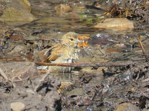 Eurasian Linnet