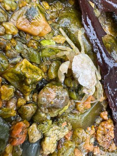 European Green Crab