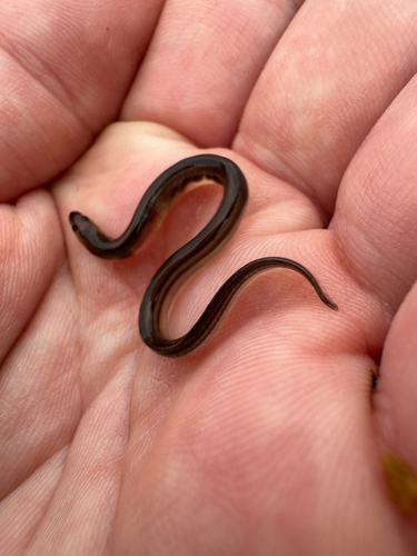 European Eel