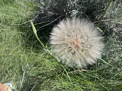 Yellow Salsify
