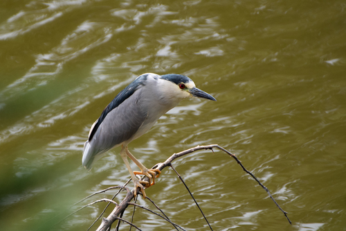 Black-crowned Night Heron