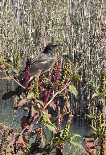African Pied Starling