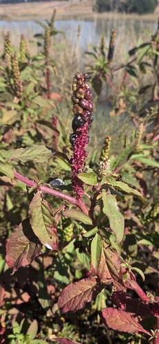 Inkweed