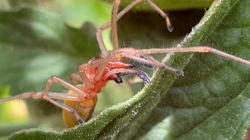 European Yellow Sac Spider