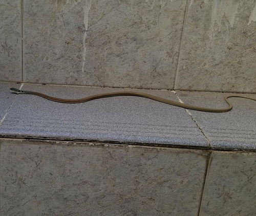 Dahl's Whip Snake