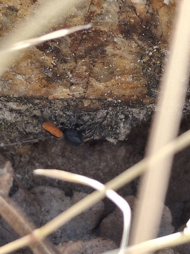 Red-bellied Jumping Spider
