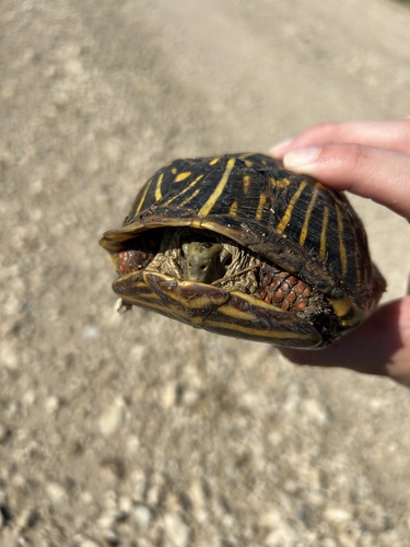 Ornate Box Turtle