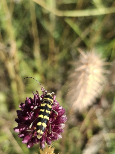Echinocerus floralis
