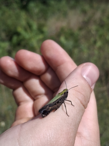 Woodland Grasshopper
