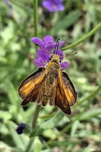 Large Skipper