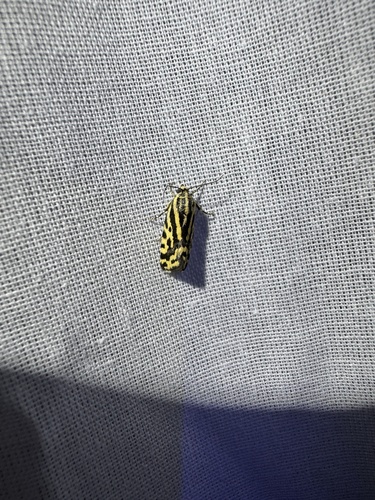 Spotted Sulphur