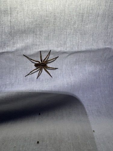 Radiated Wolf Spider