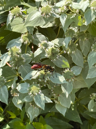 Golden-reined Digger Wasp