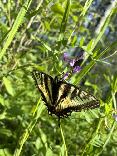 Canadian Tiger Swallowtail