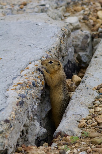 Long-tailed Ground Squirrel