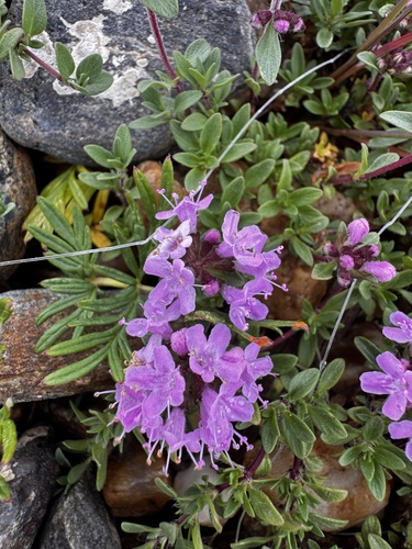 Thymus baicalensis