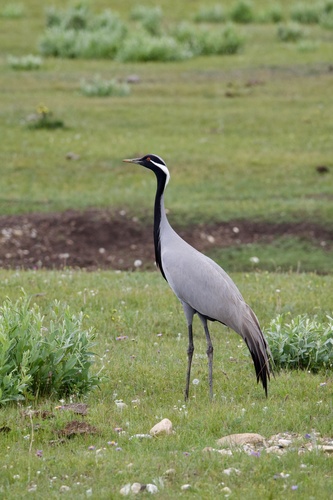 Demoiselle Crane