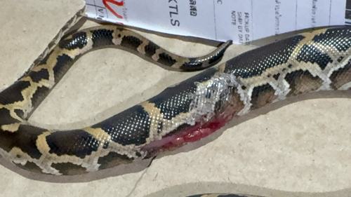 Burmese Python