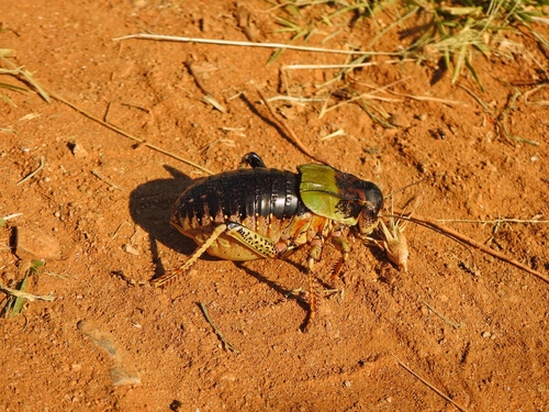 Big-bellied Glandular Bush-cricket