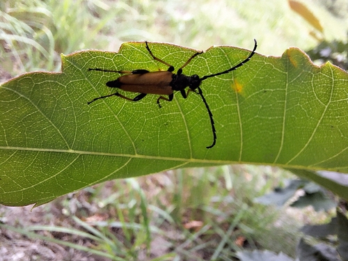 Red Pine Longhorn Beetle