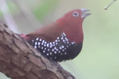 Red-throated Twinspot