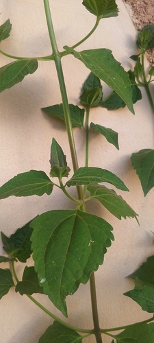 Siam weed