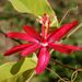 Passiflora glandulosa - Photo (c) Christian Feuillet, all rights reserved, uploaded by Christian Feuillet