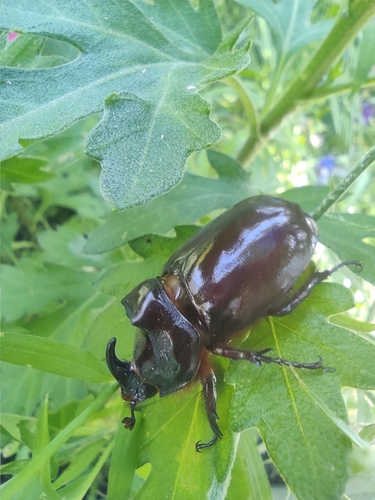 European Rhinoceros Beetle