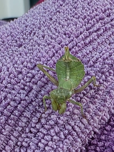 European Dwarf Mantis