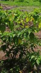Image of Capsicum chinense