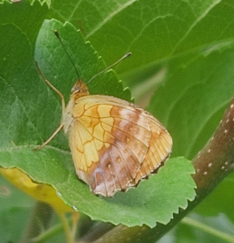 Marbled Fritillary