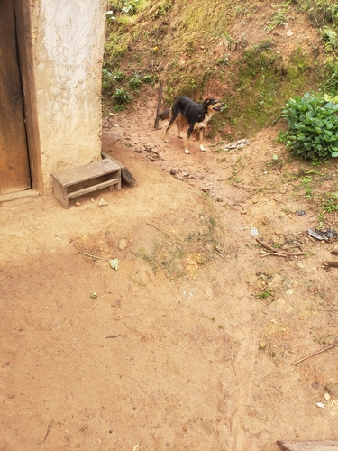 Domestic Dog