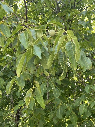 Persian walnut