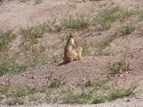 Gunnison's Prairie Dog