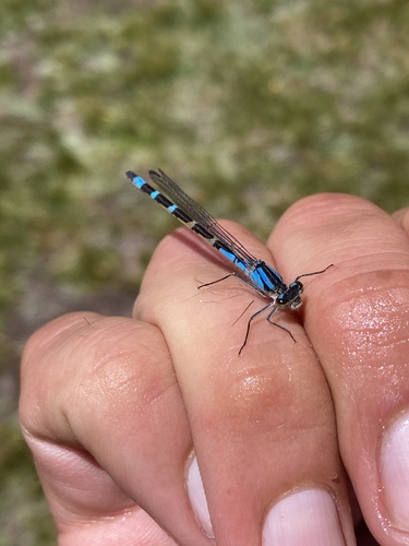 iNaturalist observation photo of Bluets
