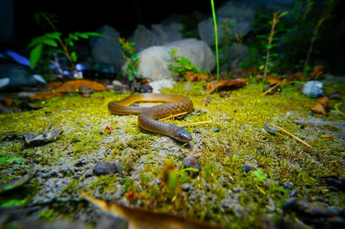 Plagiopholis pluvialis