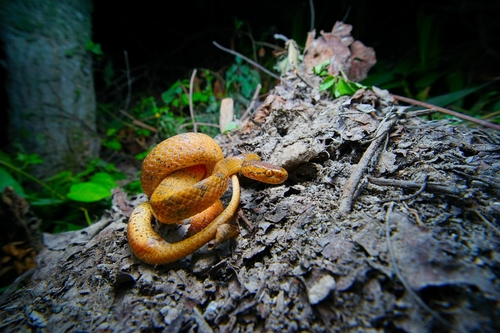 Boulenger's Slug Snake