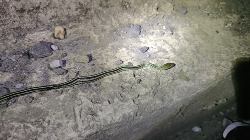 Big-Eyed Ratsnake