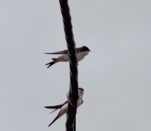 Western House Martin