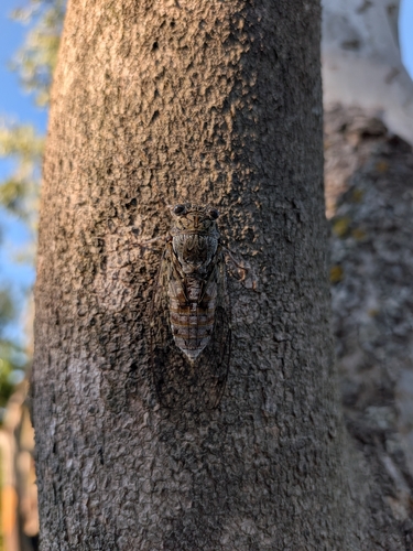 Ash Cicada