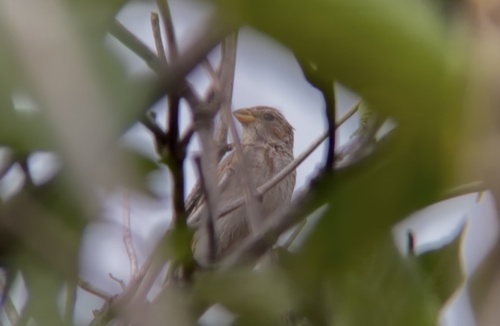 Corn Bunting