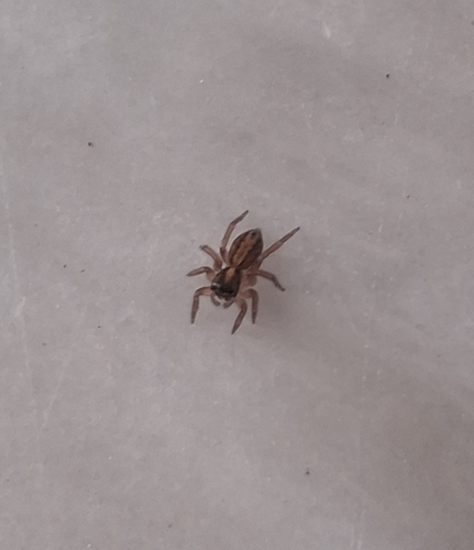 Saitis Banner-legged Jumping Spiders
