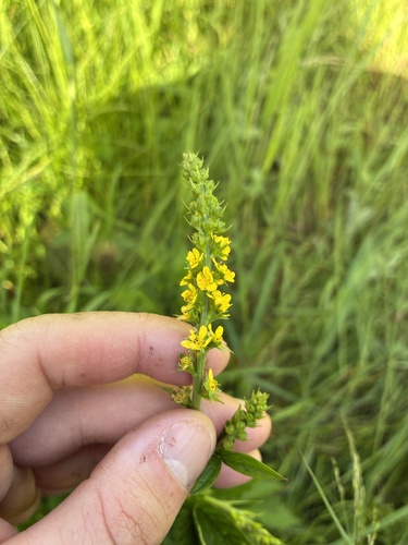 roadside agrimony